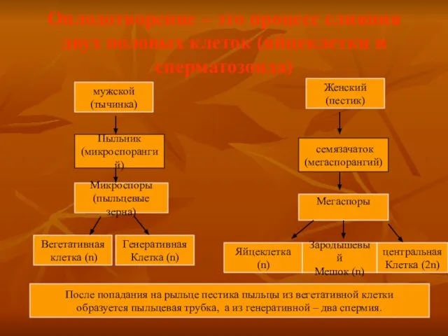 Оплодотворение – это процесс слияния двух половых клеток (яйцеклетки и сперматозоида) мужской