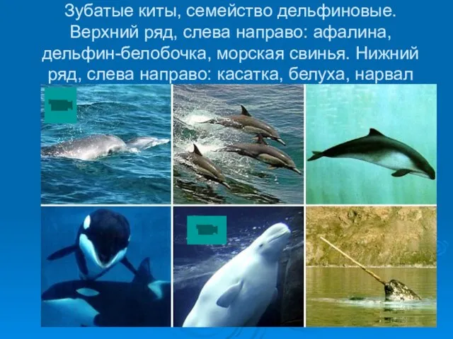 Зубатые киты, семейство дельфиновые. Верхний ряд, слева направо: афалина, дельфин-белобочка, морская свинья.