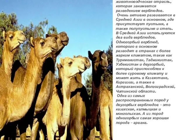 Верблюдоводство – это животноводческая отрасль, которая занимается разведением верблюдов. Очень активно развивается