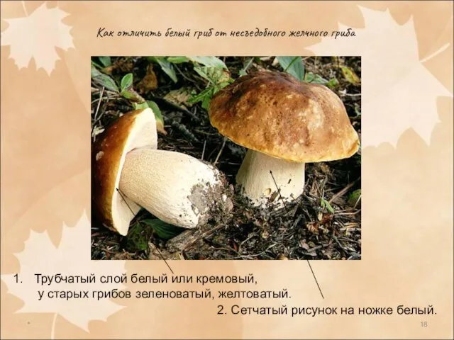 * Как отличить белый гриб от несъедобного желчного гриба Трубчатый слой белый
