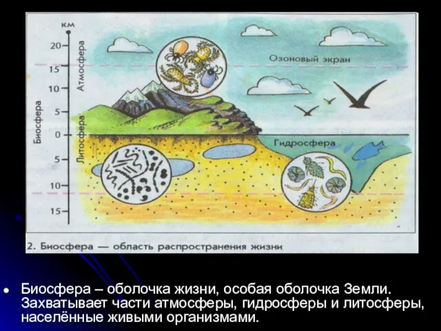 Биосфера – оболочка жизни, особая оболочка Земли. Захватывает части атмосферы, гидросферы и литосферы, населённые живыми организмами.