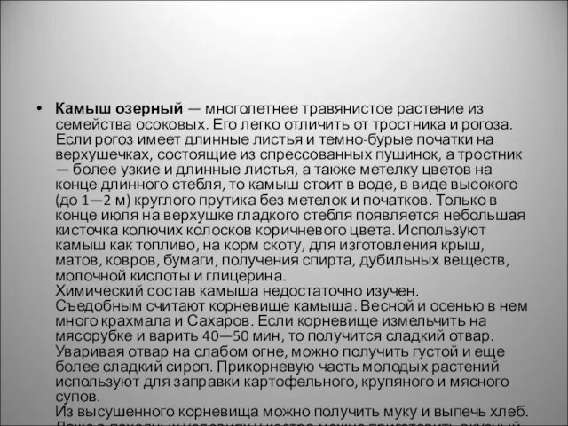 Камыш озерный — многолетнее травянистое растение из семейства осоковых. Его легко отличить