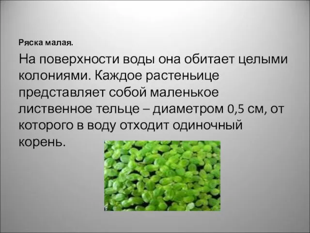 Ряска малая. На поверхности воды она обитает целыми колониями. Каждое растеньице представляет