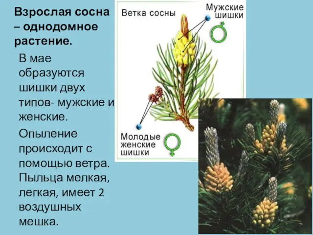 Взрослая сосна – однодомное растение. В мае образуются шишки двух типов- мужские
