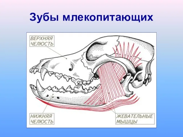 Зубы млекопитающих