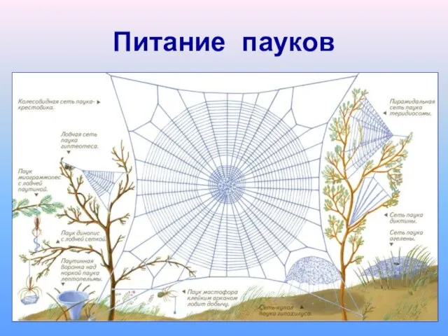 Питание пауков