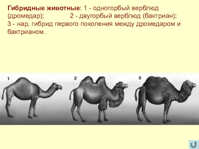 Гибридные животные: 1 - одногорбый верблюд (дромедар); 2 - двугорбый верблюд (бактриан);