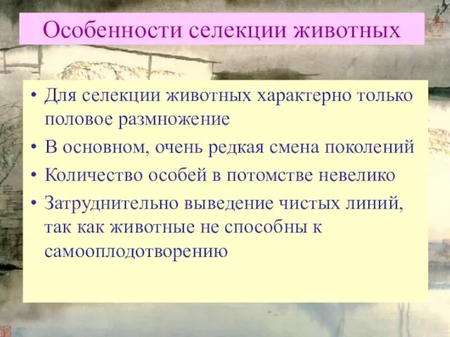 Особенности селекции животных Для селекции животных характерно только половое размножение В основном,