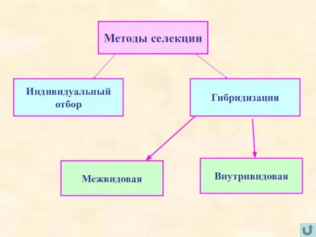 Методы селекции Индивидуальный отбор Гибридизация Межвидовая Внутривидовая