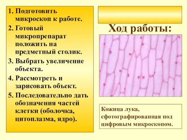 Ход работы: 1. Подготовить микроскоп к работе. 2. Готовый микропрепарат положить на