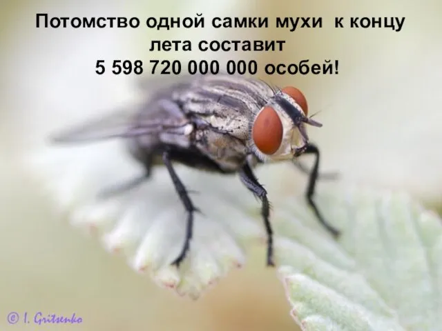 Потомство одной самки мухи к концу лета составит 5 598 720 000 000 особей!