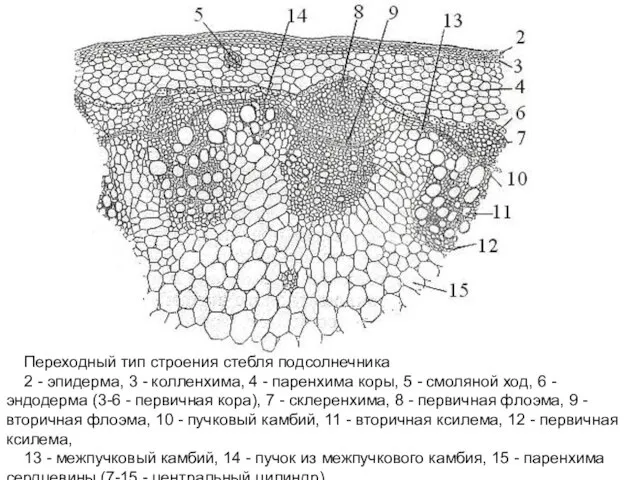 Переходный тип строения стебля подсолнечника 2 - эпидерма, 3 - колленхима, 4