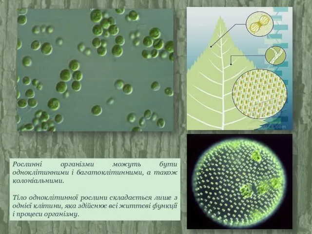 Рослинні організми можуть бути одноклітинними і багатоклітинними, а також колоніальними. Тіло одноклітинної