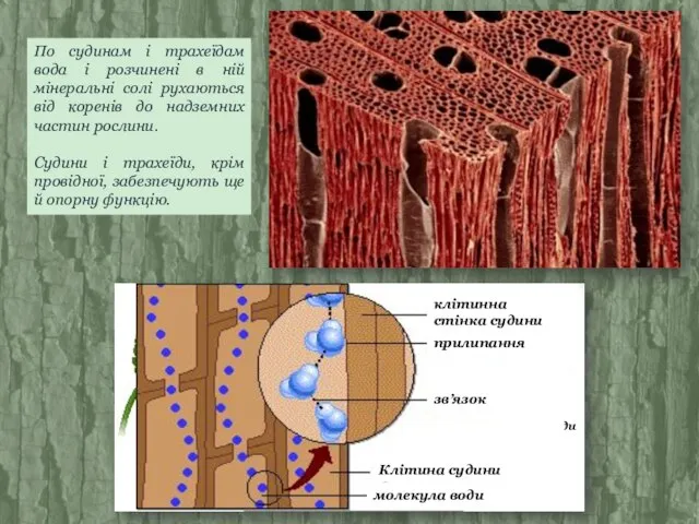 По судинам і трахеїдам вода і розчинені в ній мінеральні солі рухаються