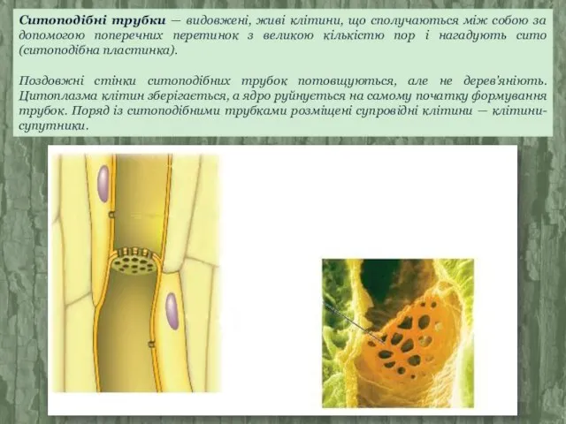 Ситоподібні трубки — видовжені, живі клітини, що сполучаються між собою за допомогою