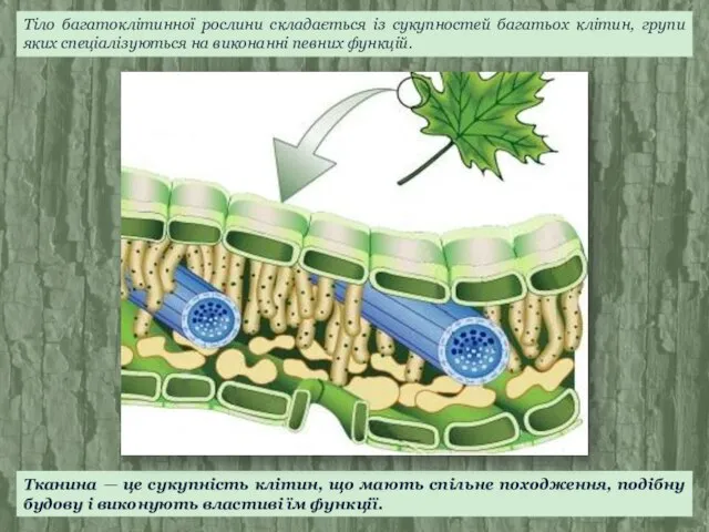 Тканина — це сукупність клітин, що мають спільне походження, подібну будову і