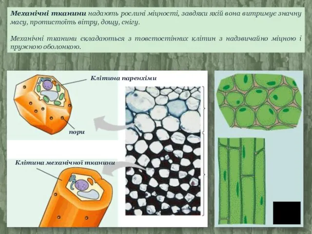 Механічні тканини надають рослині міцності, завдяки якій вона витримує значну масу, протистоїть