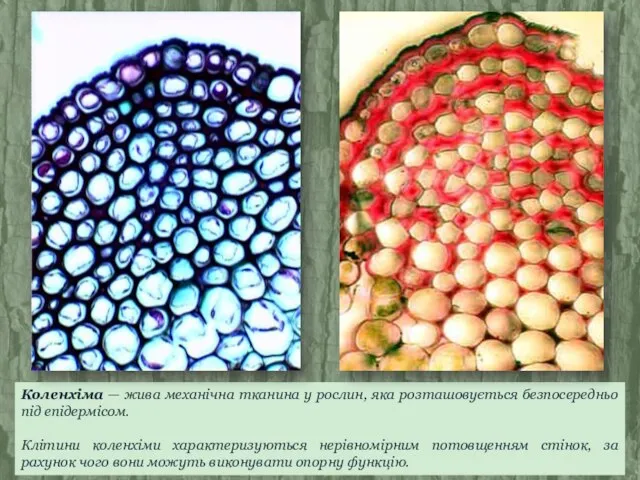 Коленхіма — жива механічна тканина у рослин, яка розташовується безпосередньо під епідермісом.
