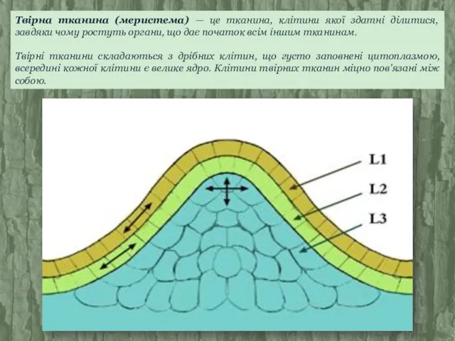 Твірна тканина (меристема) — це тканина, клітини якої здатні ділитися, завдяки чому