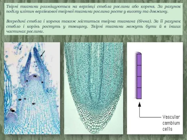 Твірні тканини розміщуються на верхівці стебла рослини або кореня. За рахунок поділу