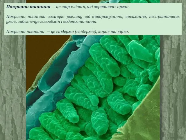Покривна тканина — це шар клітин, які вкривають орган. Покривна тканина захищає