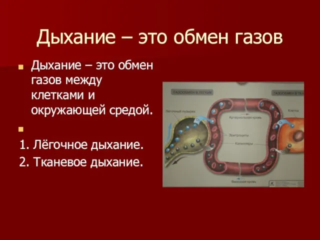 Дыхание – это обмен газов Дыхание – это обмен газов между клетками