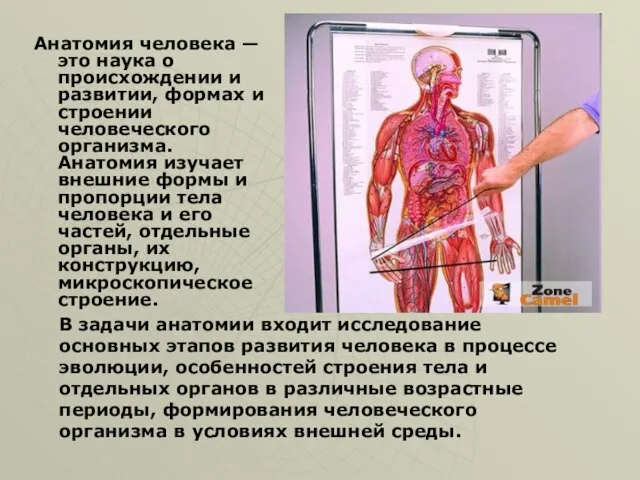 Анатомия человека — это наука о происхождении и развитии, формах и строении