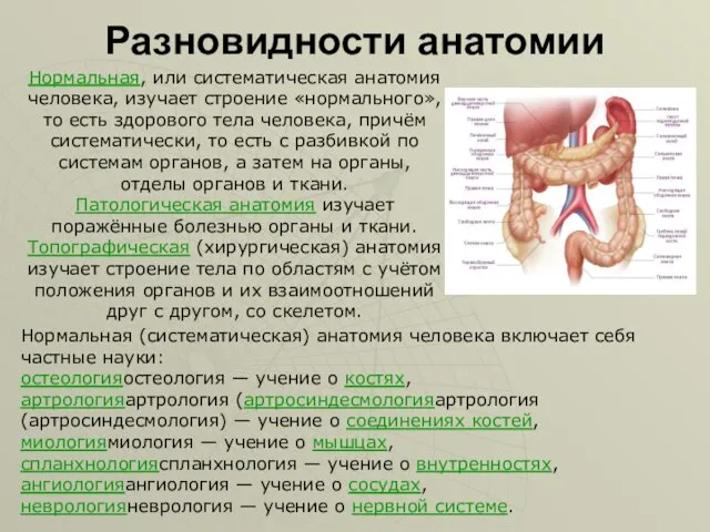 Разновидности анатомии Нормальная, или систематическая анатомия человека, изучает строение «нормального», то есть