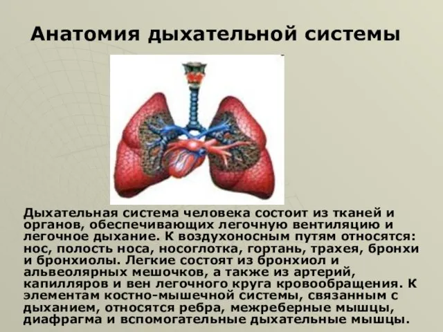Дыхательная система человека состоит из тканей и органов, обеспечивающих легочную вентиляцию и