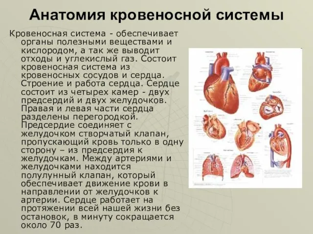 Анатомия кровеносной системы Кровеносная система - обеспечивает органы полезными веществами и кислородом,