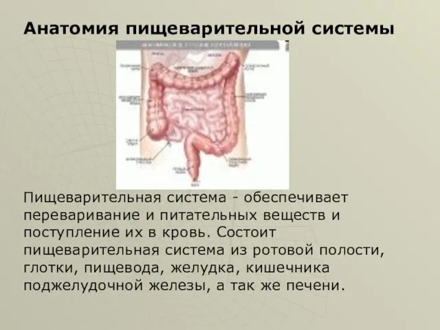 Анатомия пищеварительной системы Пищеварительная система - обеспечивает переваривание и питательных веществ и
