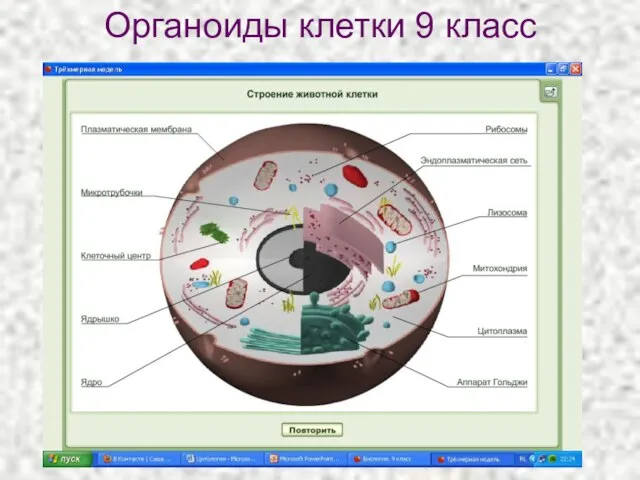 Органоиды клетки 9 класс