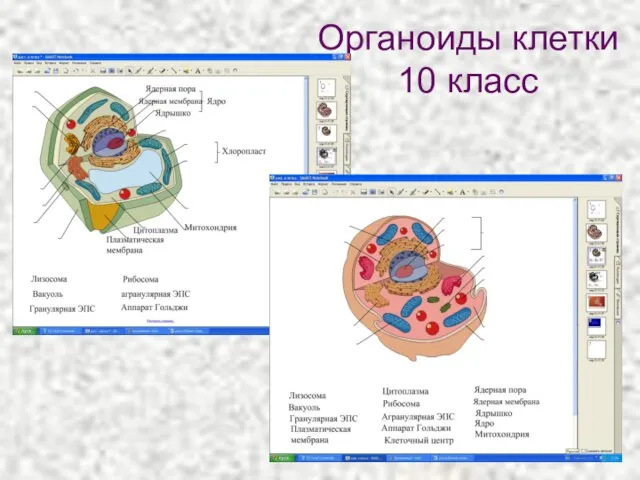 Органоиды клетки 10 класс