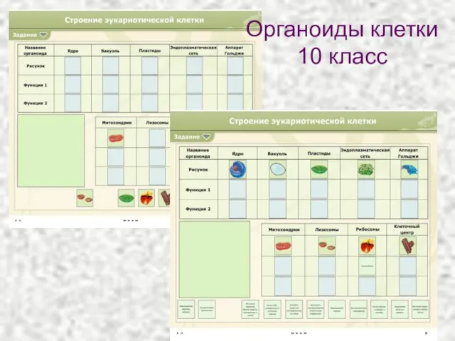 Органоиды клетки 10 класс