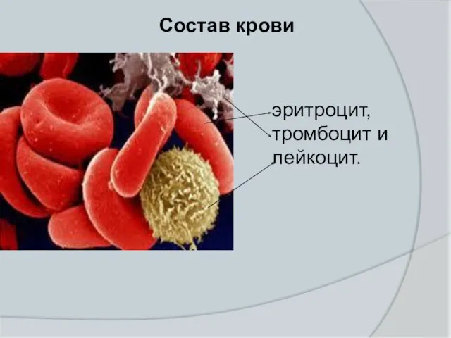 Состав крови эритроцит, тромбоцит и лейкоцит.