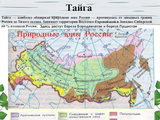Тайга Тайга — наиболее обширная природная зона России — протянулась от западных