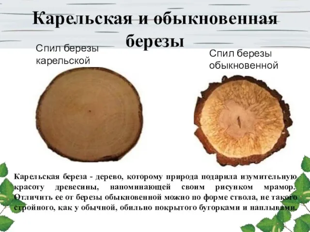 Карельская и обыкновенная березы Карельская береза - дерево, которому природа подарила изумительную