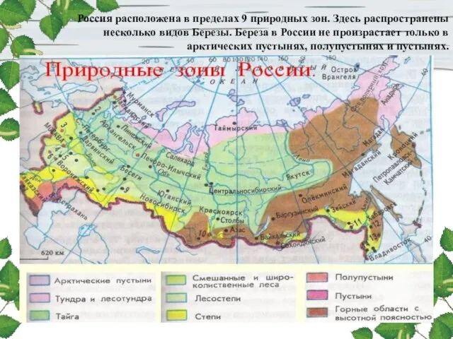Россия расположена в пределах 9 природных зон. Здесь распространены несколько видов Березы.