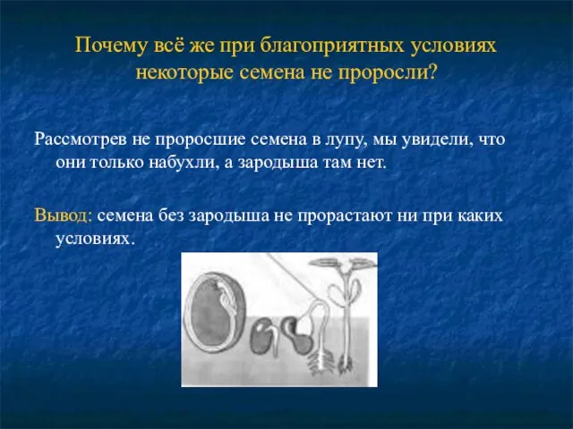 Почему всё же при благоприятных условиях некоторые семена не проросли? Рассмотрев не