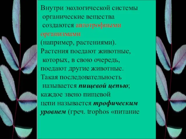 Внутри экологической системы органические вещества создаются автотрофными организмами (например, растениями). Растения поедают