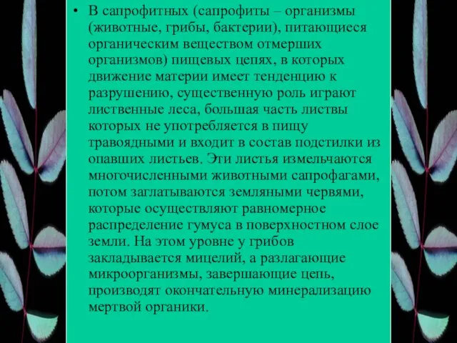 В сапрофитных (сапрофиты – организмы (животные, грибы, бактерии), питающиеся органическим веществом отмерших