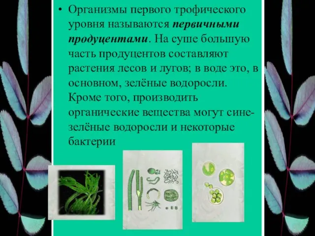 Организмы первого трофического уровня называются первичными продуцентами. На суше большую часть продуцентов