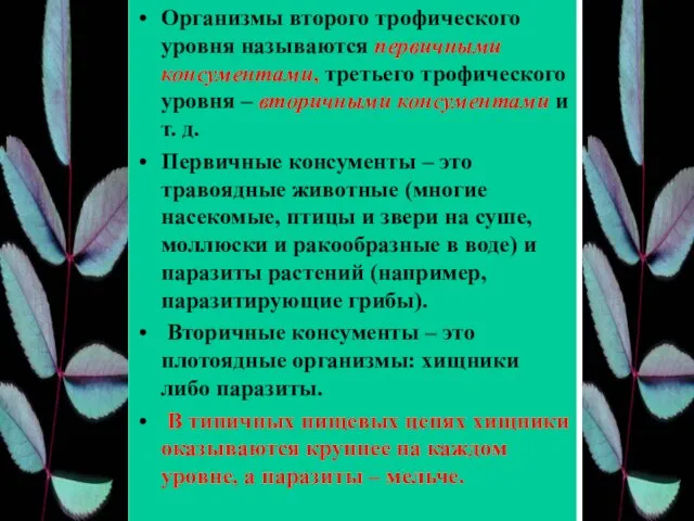 Организмы второго трофического уровня называются первичными консументами, третьего трофического уровня – вторичными