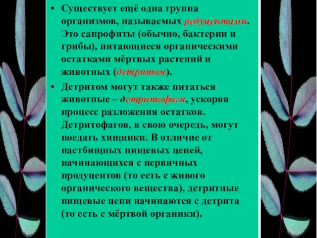 Существует ещё одна группа организмов, называемых редуцентами. Это сапрофиты (обычно, бактерии и