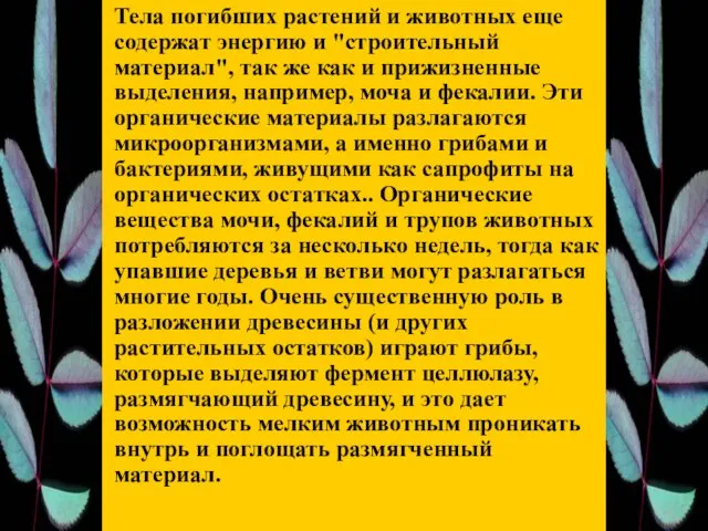 Тела погибших растений и животных еще содержат энергию и "строительный материал", так