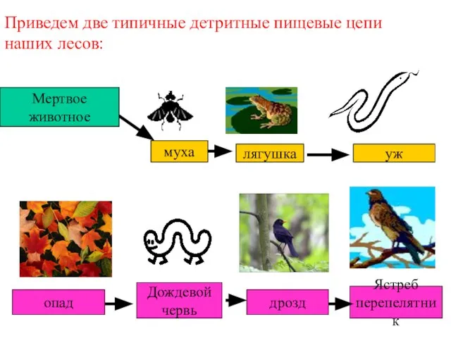 Мертвое животное Приведем две типичные детритные пищевые цепи наших лесов: муха лягушка