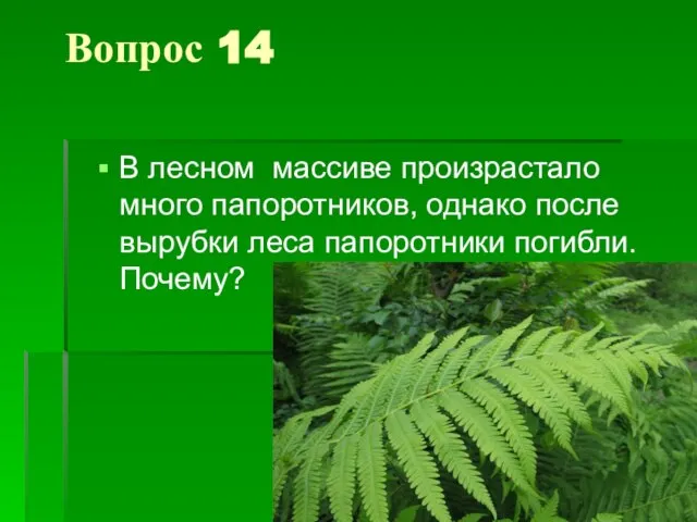 Вопрос 14 В лесном массиве произрастало много папоротников, однако после вырубки леса папоротники погибли. Почему?