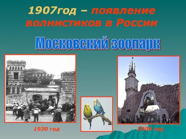 1907год – появление волнистиков в России 1930 год 2009 год Московский зоопарк