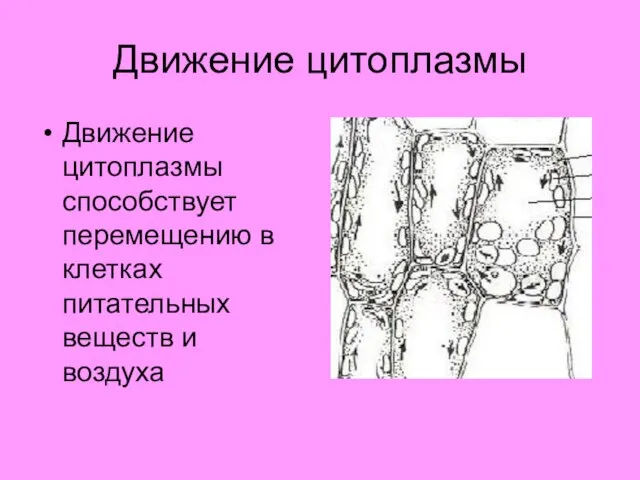 Движение цитоплазмы Движение цитоплазмы способствует перемещению в клетках питательных веществ и воздуха