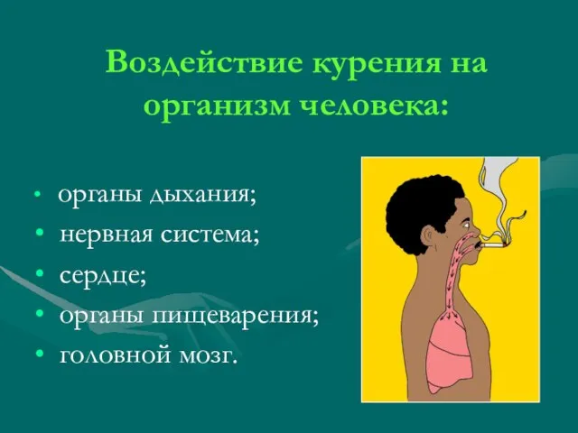 Воздействие курения на организм человека: органы дыхания; нервная система; сердце; органы пищеварения; головной мозг.